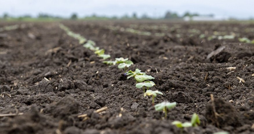 
AKİA taxıl əkini sahələrinə görə builki subsidiya ödənişini açıqlayıb