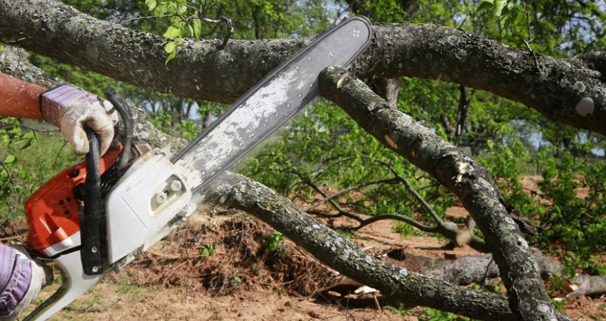 Bakıda ağaclar qanunsuz kəsilib