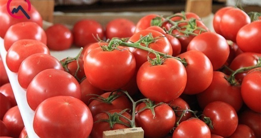 Türkmənistandan idxal edilən pomidora qadağa qoyulub