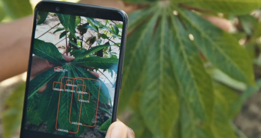 Azərbaycanda bitki xəstəliklərini aşkar edən mobil tətbiq yaradılıb