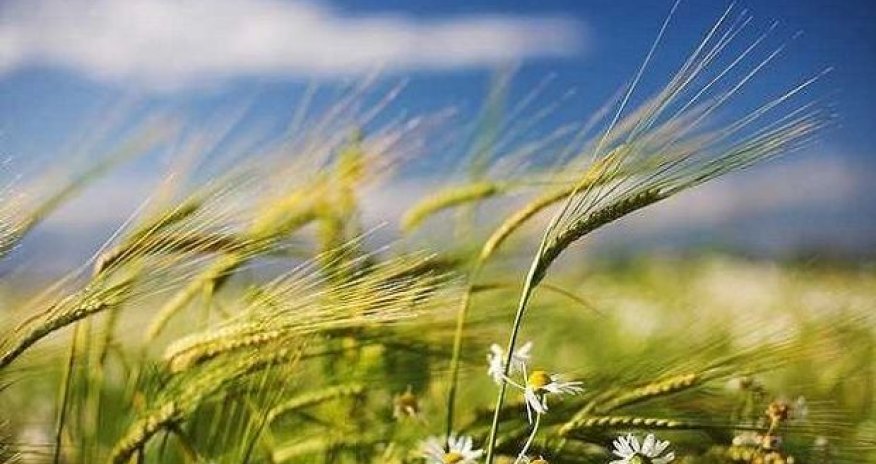 Küləkli hava ilə bağlı sarı xəbərdarlıq verilib