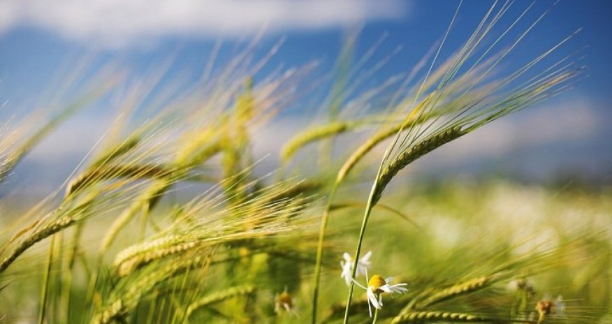 Küləkli hava şəraiti ilə bağlı sarı və narıncı xəbərdarlıq verilib