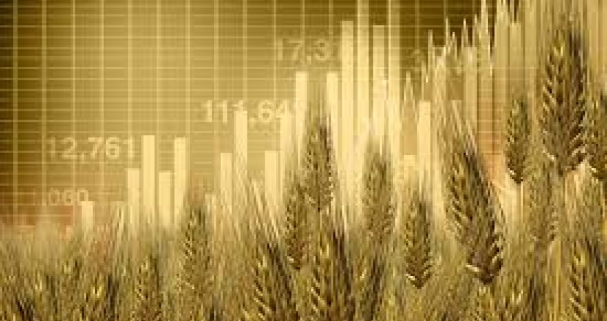 Wheat prices hit a nine-month low on improved crop outlook