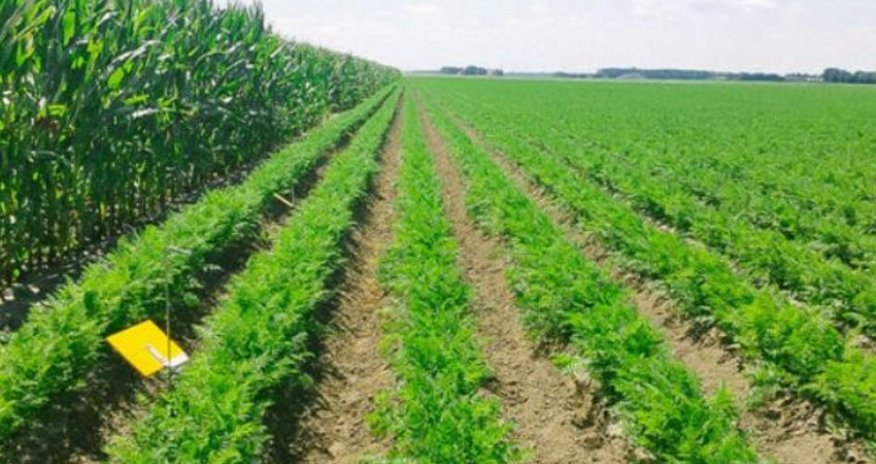 Naxçıvanda aqrar məhsulların istehsalı 1 %-dən çox artıb