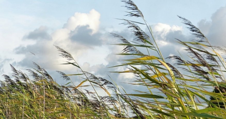 Küləkli hava şəraiti ilə bağlı sarı xəbərdarlıq edilib