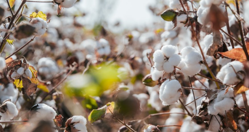 Pambıq alqı-satqısı elektronlaşdırılır, qəbul sənədi ləğv edilir