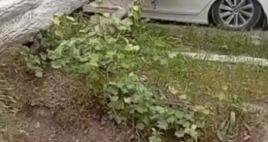 Salyanda güclü külək ağacı avtomobilin üstünə aşırıb