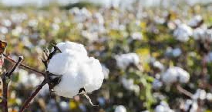 Azərbaycanın pambıq lifi ixracı 18% azalıb