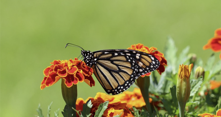 Sabah 31 dərəcə isti olacaq