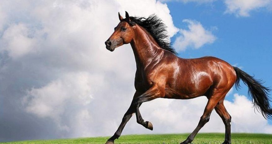 Azerbaijan spent 500,000 manats on breeding Karabakh and Dilbaz horses last year