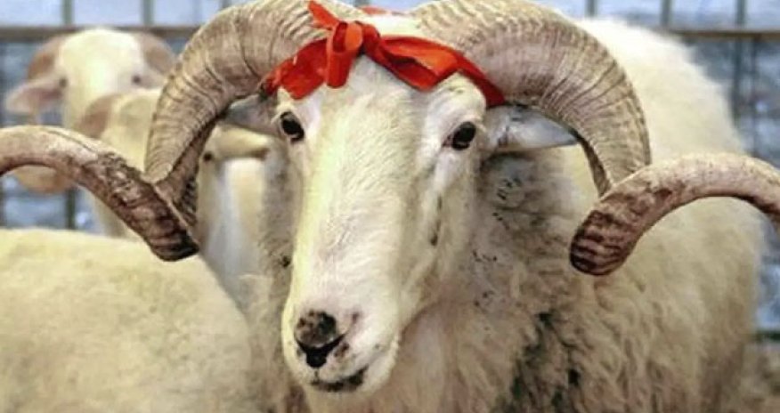 Qurbanlıq heyvanların satış və kəsim ünvanları açıqlanıb