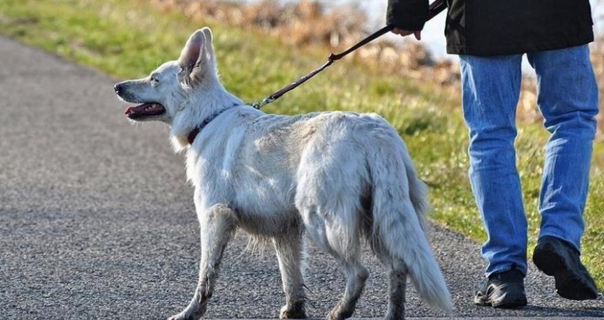 

Təbrizdə itlərin küçədə gəzdirilməsi qadağan edilib
