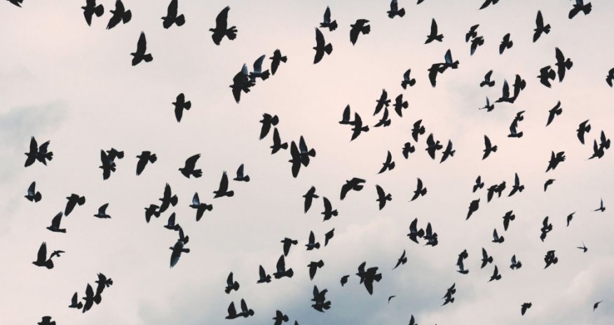 Latviyadan Azərbaycana diri quş və quşçuluq məhsullarının idxalına məhdudiyyət qoyulub