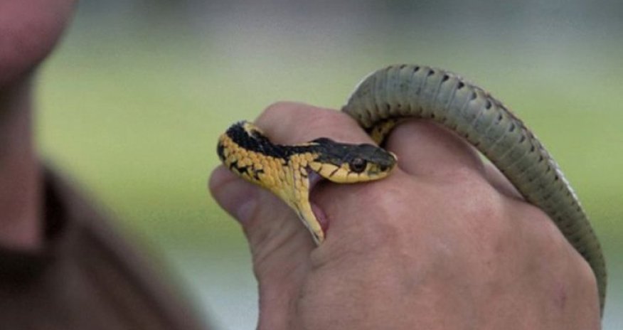 Şəkidə 31 yaşlı kişini ilan sancıb