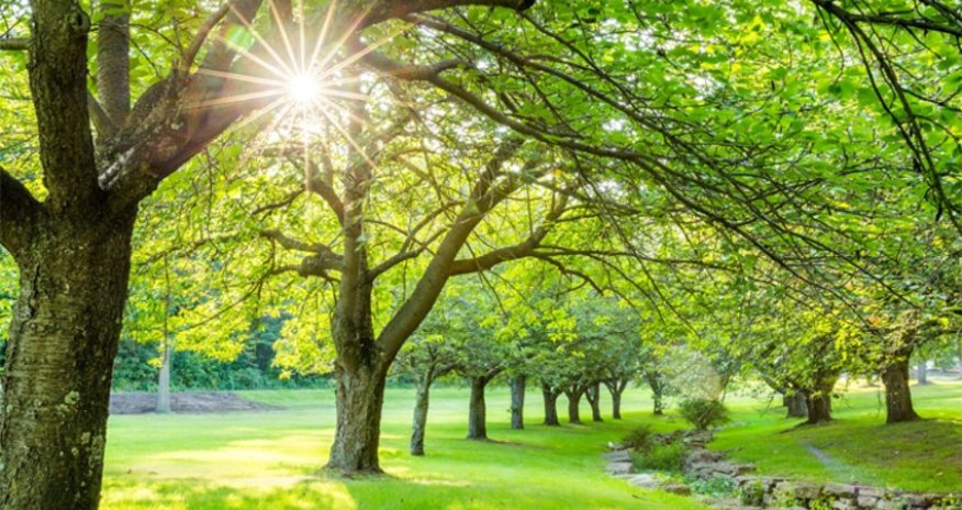 Gələn həftə Azərbaycana Yay fəsli daxil olacaq