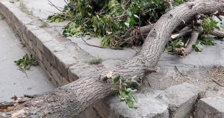 Bakıda külək ağacı qadının üzərinə aşırıb