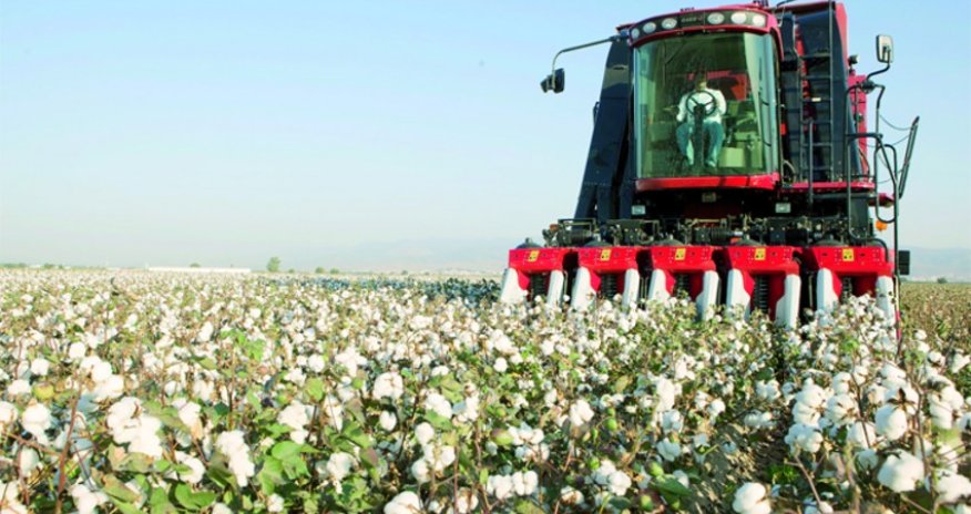 Saatlıda pambıqçılıq üzrə beynəlxalq forum keçiriləcək