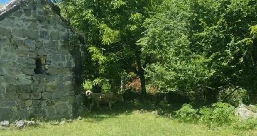 Nazirliyə tabe olan Alban kilsəsində inəklər gəzir- VİDEO