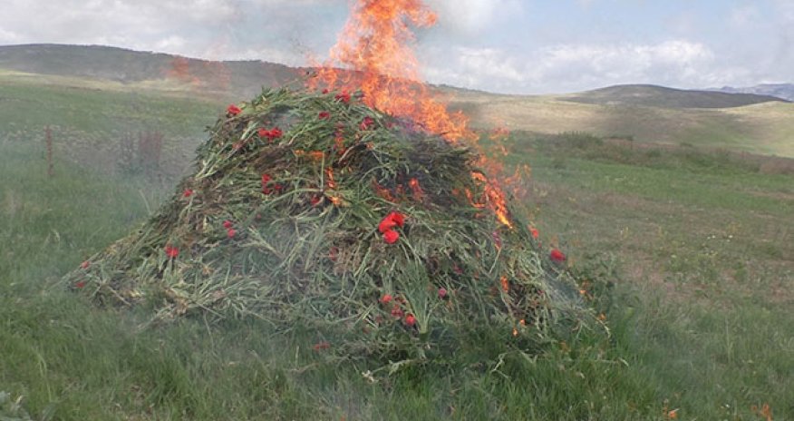 Yardımlıda 1,6 ton narkotik bitki məhv edilib