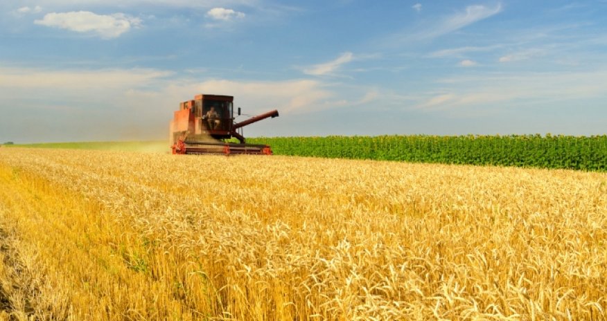 Dövlət Ehtiyatları Agentliyi yerli buğda tədarükü üçün təkliflər qəbul edir