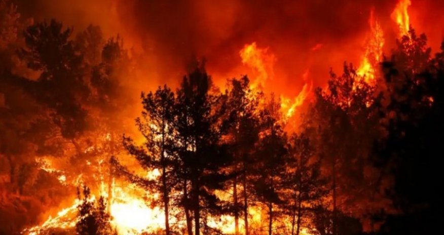 В Турции арестованы 10 человек в связи с лесными пожарами