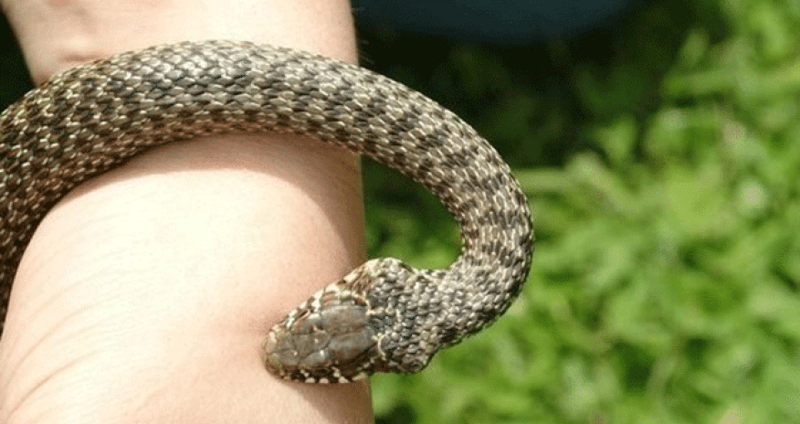 İyunda 17 nəfəri ilan sancıb