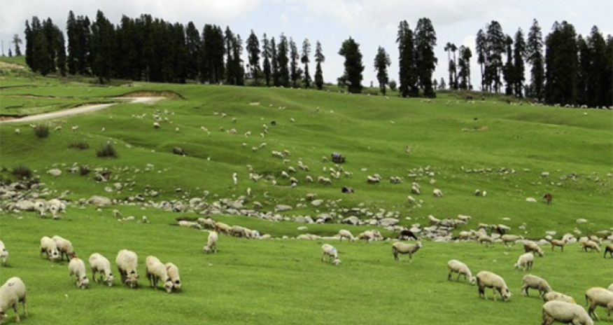 Fond heyvanları da sığortalayacaq