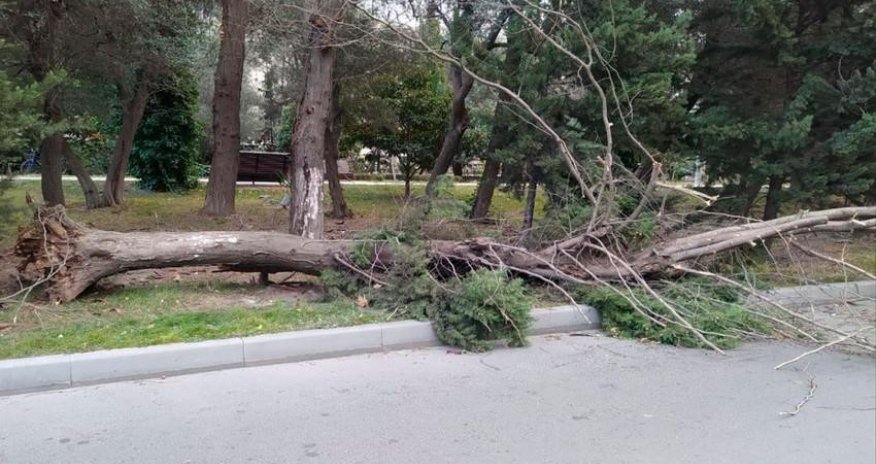 Güclü külək Bakıda iki ağacı aşırıb