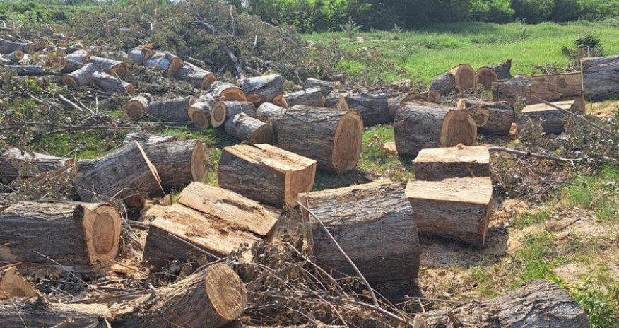 Son bir həftədə təbiətə 81 min manatdan çox ziyan vurulub