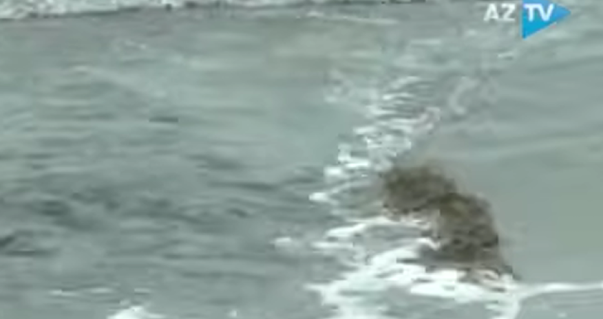 Sewage water discharged directly into Caspian Sea at Baku&rsquo;s Buzovna beach