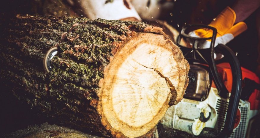 Oğuzda qanunsuz ağackəsməyə görə iki nəfər məsuliyyətə cəlb olunub