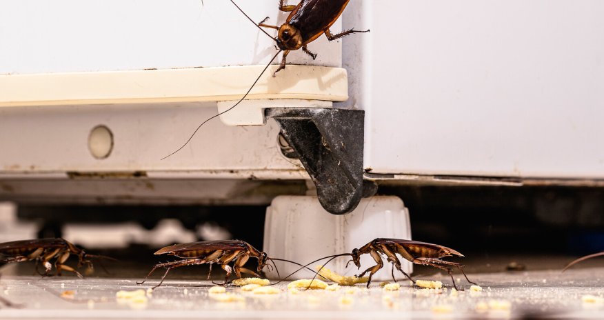 Food scraps, moisture and cracks attract cockroaches &mdash; expert