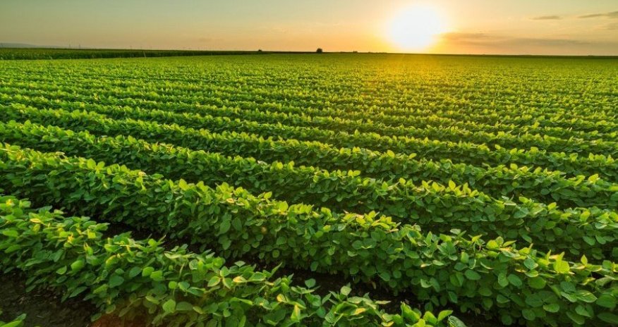 Ölkədə aqrar sektor böyüyüb