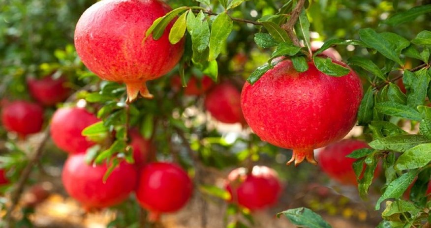 Azərbaycanın nar ixracı azalaraq 3,3 milyon dollar təşkil edib