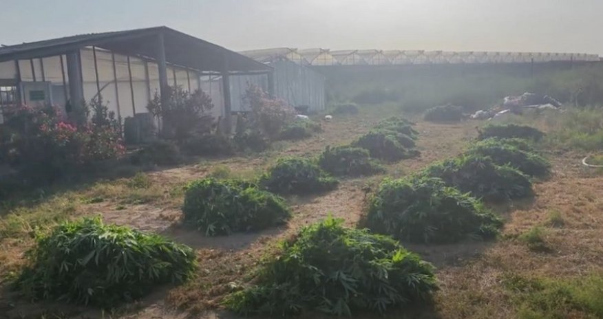 Pomidor əkmək adıyla istixanada 881 kq narkotik yetişdirib