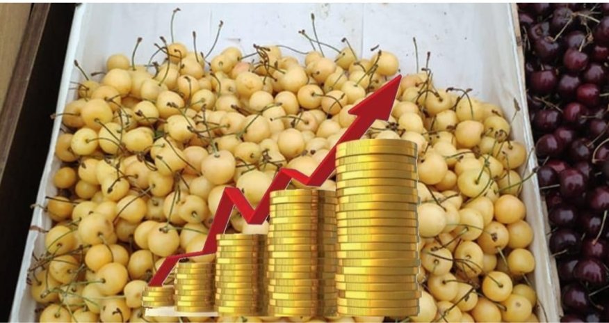 Gilas bağlarında zərər artıb - fermerlər narazıdır