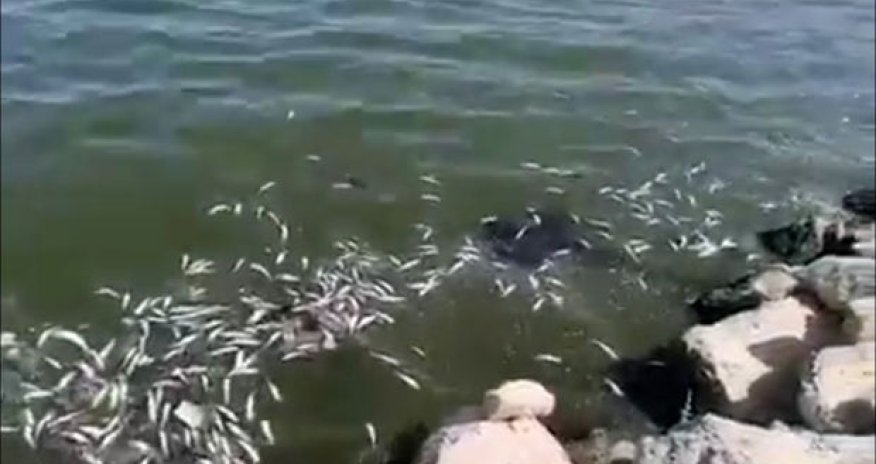 Cəlilabadda göldə balıqlar kütləvi tələf olub