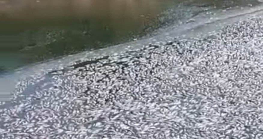 Balıqların kütləvi ölümünün ilkin səbəbi açıqlandı
