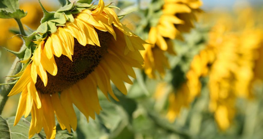 Bəzi yerlərdə 41 dərəcə isti olub