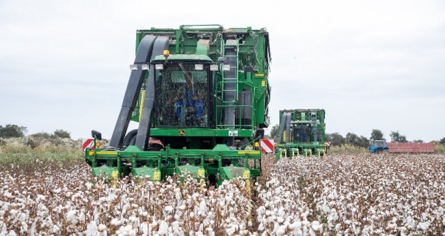 Azərbaycanda pambıq lifi ixracı artıb