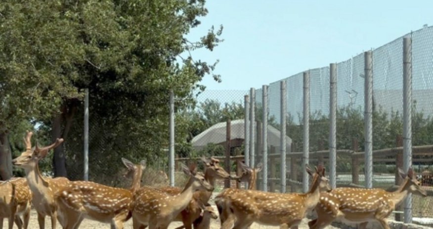 Buzovnada qanunsuz saxlanılan heyvanlar zooparka təhvil verilib