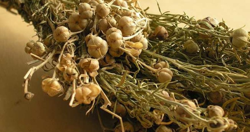 Azerbaijan's justice ministry warns against transporting harmala plant abroad