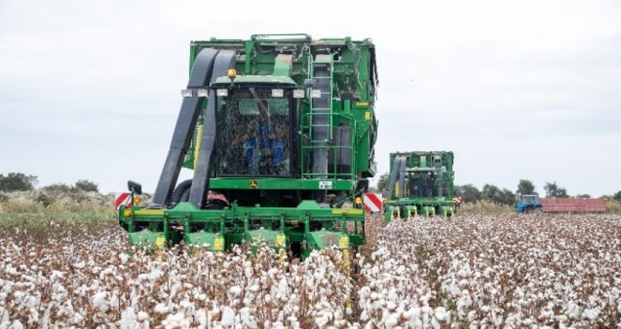 Ölkənin pambıq ixracından gəliri azalıb
