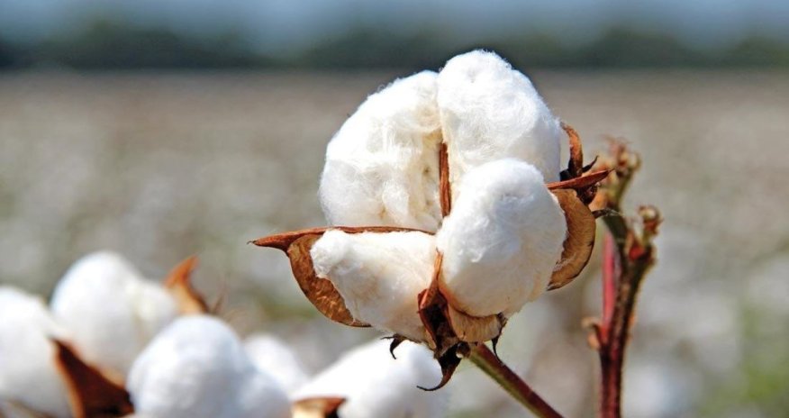 Azerbaijan boosts cotton output, earns over $100 million from fiber exports