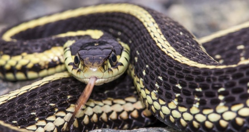 
Ötən ay 20 nəfəri ilan sancıb