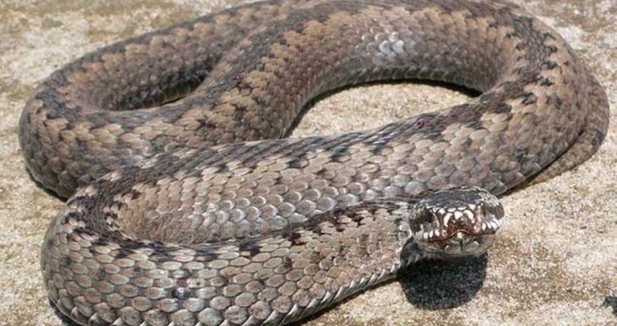 Azerbaijan reports 20 snakebite cases in July, no fatalities