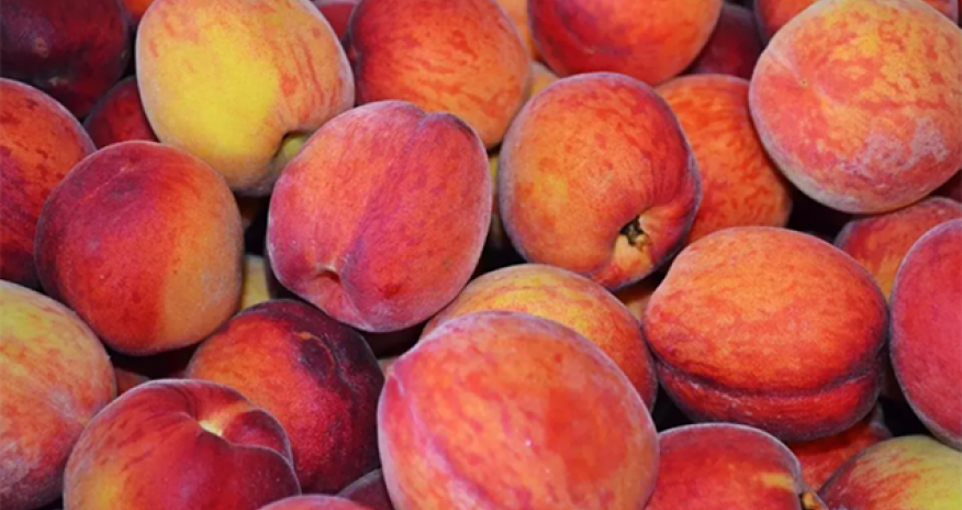 Xaçmazda şaftalı festivalı keçiriləcək