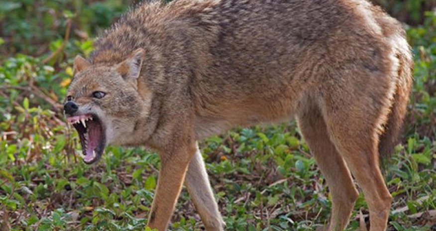 Cəlilabadda çaqqal kənd sakinlərinə hücum edib, xəsarət alanlar var