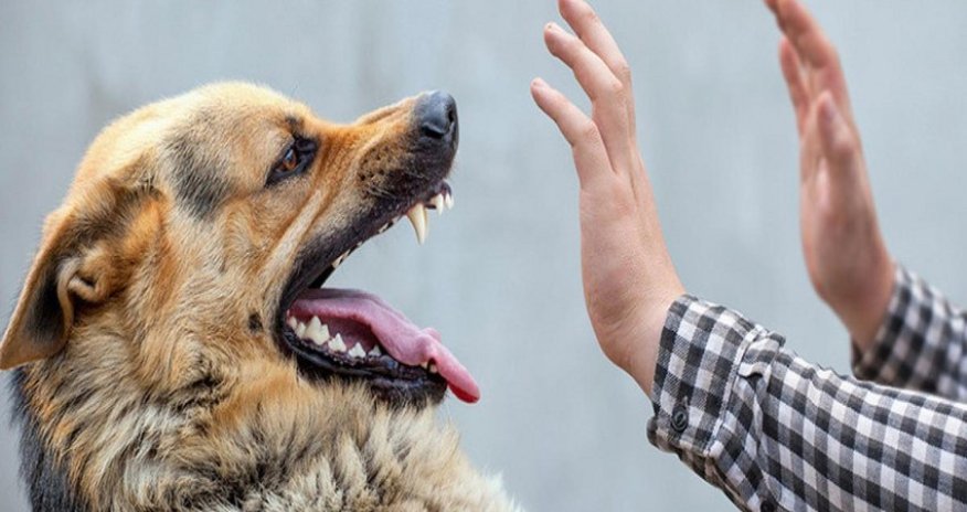 Tərtərdə it sahibini parçalayıb