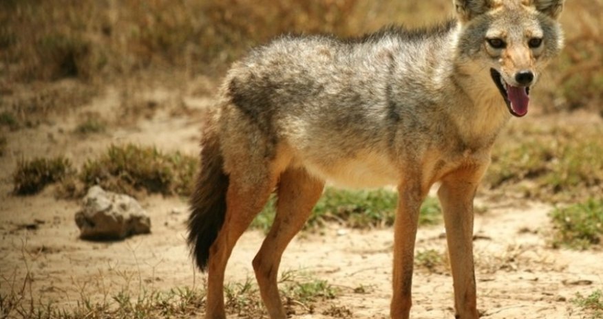 Xaçmazda çaqqallar kənd sakinlərinə hücum edib, yaralananlar var